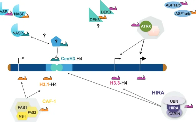 Fig. 3.  Scheme illustrating our current model of de novo histone deposition in plants