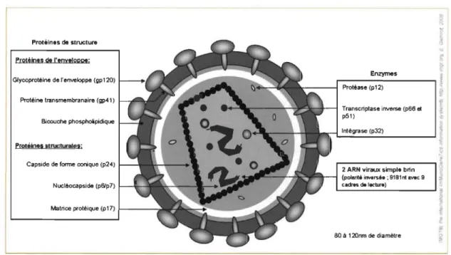 Figure 1.3  Représentation schématique d'un virion mature. 