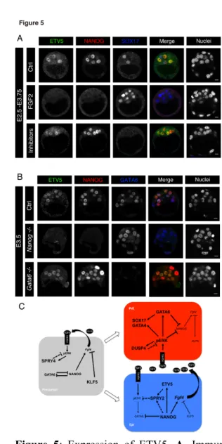 Figure  5:  Expression  of  ETV5.  A.  Immunostaining  of  ETV5,  together  with  NANOG  and  SOX17,  in 3 