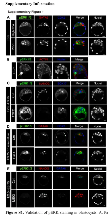 Figure  S1.  Validation of pERK staining in blastocysts. A. Parallel staining of pERK, GATA6 and CDX2 3 