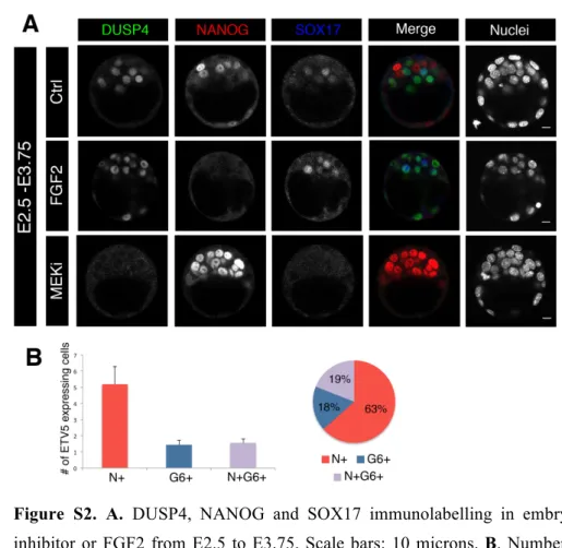 Figure  S2.  A.  DUSP4,  NANOG  and  SOX17  immunolabelling  in  embryos  cultured  with  either  MEK 3 