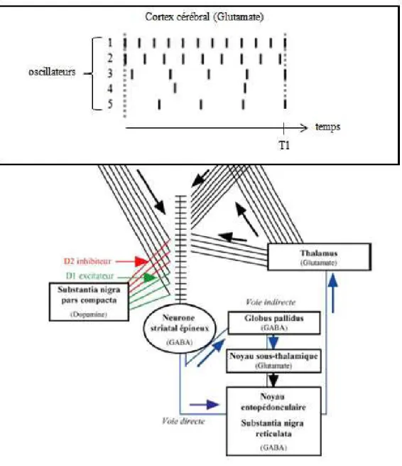 Figure 10. Représentation schématique du modèle de détection de coïncidence de Matell et  Meck (2000, 2004)