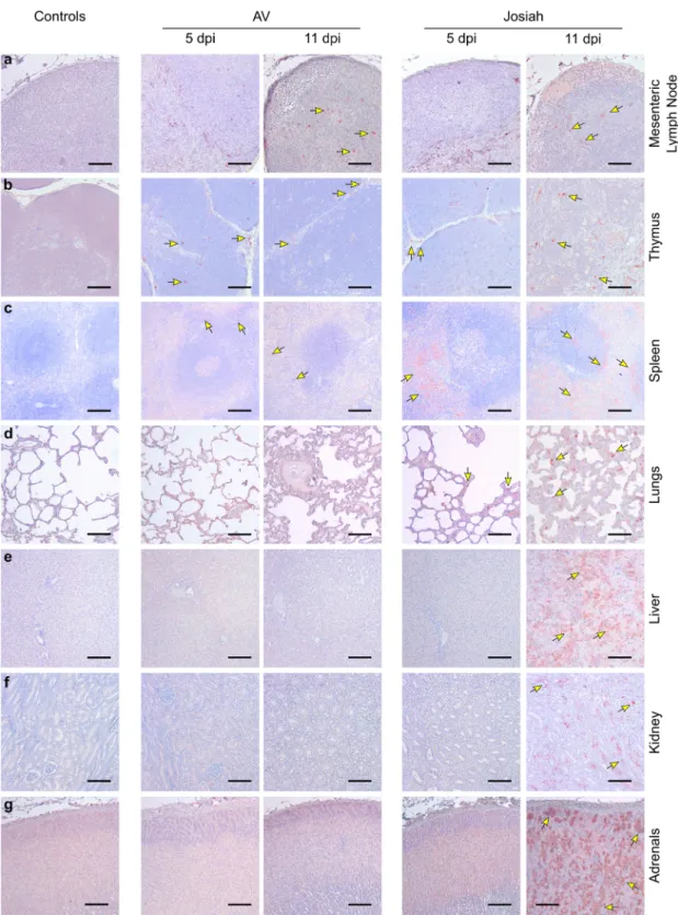 Fig. 2 Examples of LASV spreading as a function of the severity of the disease. Immunohistochemistry of LASV-GP (red) during the course of the disease in a MLNs, b thymus, c spleen, d lungs, e liver, f kidneys, and g adrenal glands