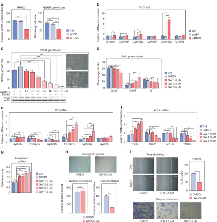 Fig. 4 Inhibition of RRM2 reduces H295R cells growth and aggressiveness. a Effect of siRNA-mediated knockdown of RRM2 on RRM2 expression (left panel) and H295R cells growth after ﬁ ve days