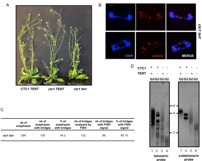 Figure 6. Absence of TERT in ctc1 mutant plants leads to telomere shortening and increased cytogenetic damage