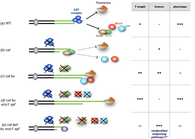 Figure 7. Competition between telomerase and the EJ recombination pathways at unprotected telomeres