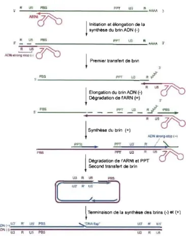 Figure 1.6  Transcription inverse de  l'ARN du VIH-1  (adaptée de Gotte  et al.,  1999)