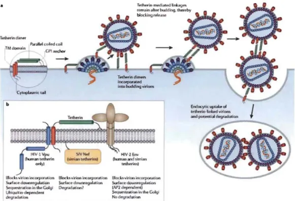 Figure 1.8  Le mécanisme d'action de la tétherine/BST-2 (Gottlinger  et al., 2008). 