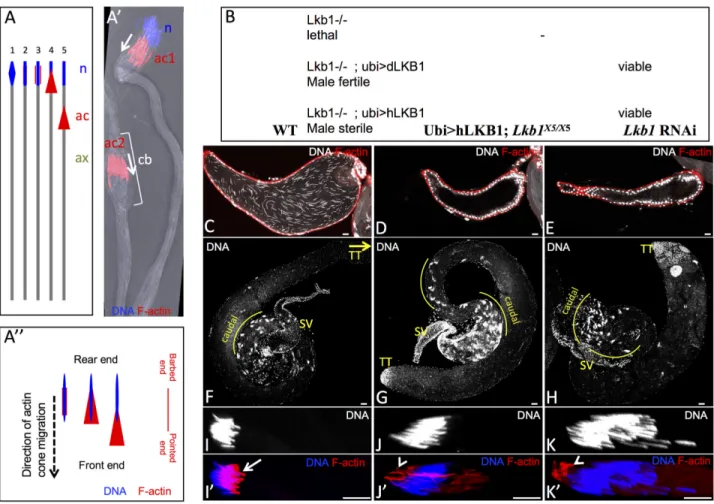 Fig 1. LKB1 is required for male fertility in Drosophila. A) Schematic representation of the individualization of a spermatid in Drosophila: