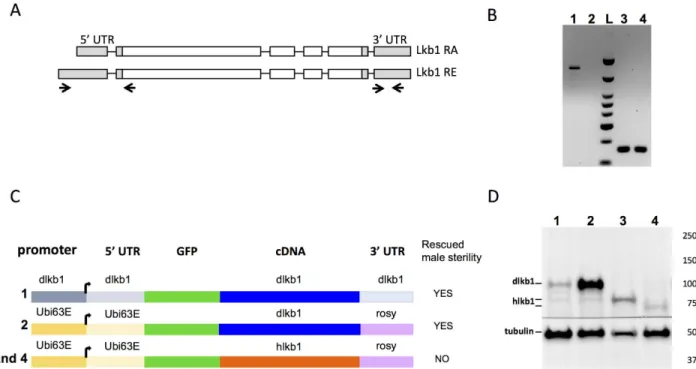 Fig 3. Analysis of endogenous and transgene LKB1 expression in the testis. (A) Schematic representation of the two different mRNAs of the Drosophila Lkb1 gene