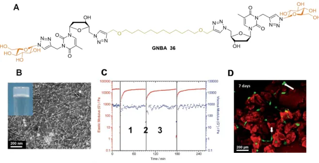 Figure  23. GNBA-based  hydrogel  as  an  extracellular  matrix  substitute.  A.  GNBA  chemical  structure