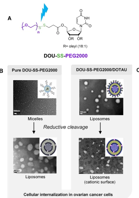 Figure 26.  Cleavable PEG-based nucleolipid. A. Chemical structure of DOU-SS-PEG2000. B