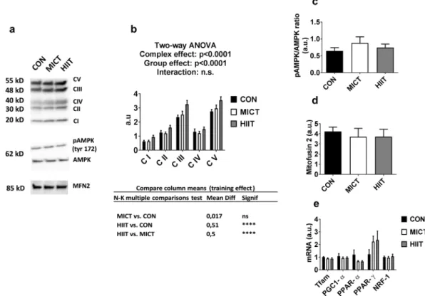Figure 2. (a) Western blot representative images. The blots were cropped and full length blots are presented in  Supplementary Figure S1