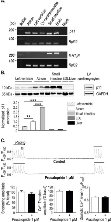 Fig. 1. Physiological p11 expression in cardiac tissue and 5-HT 4 R signaling in healthy LV-FW cardiomyocytes