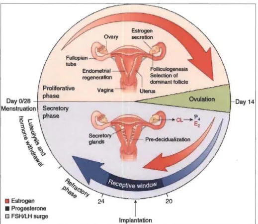 Figure 1.1  Le cycle menstruel chez la femme (tirée de Cha et Dey, 2012). 