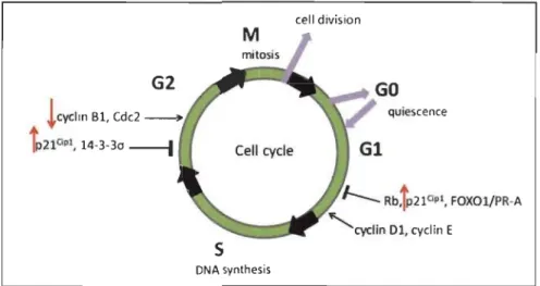 Figure 1.9  p53  contrôle l'expression de  protéines impliquées dans  le  cycle  cellulaire  (tirée de Logan et al, 2012)