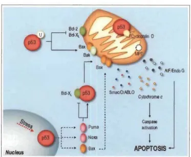 Figure 1.10  p53  initie une cascade de  signalisation intracellulaire menant  à l'apoptose  (tirée de Amaral, 2010)