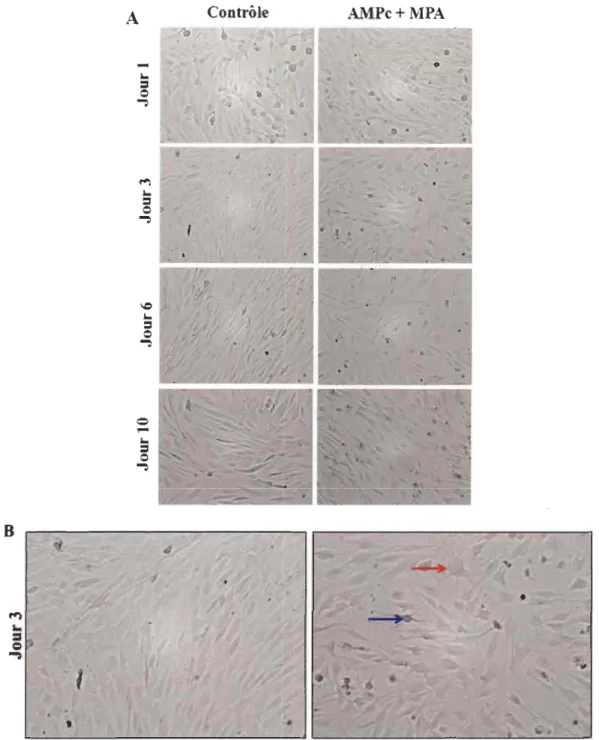 Figure 3.1  Changements  morphologiques  des  BlESC induits  par le  stimulus de  décidualisation in vitro