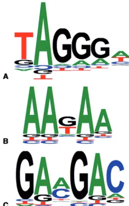 Figure 2. New position weight matrices of recognition motifs for pro- pro-teins involved in splicing