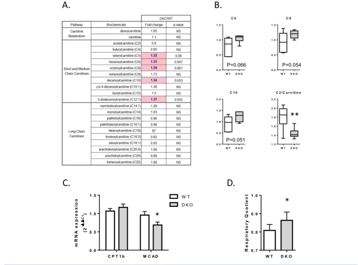 Figure 5 Loss of 4 E-BP 1 and 4 E-BP 2 alters β -oxidation in skeletal muscle. (A) Statistical heat map displaying the fold-change values observed when short-chain, medium-chain, and long-chain acylcarnitine abundance was compared between the quadriceps of