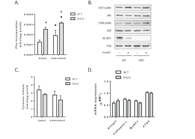 Figure 2 Loss of 4 E-BP 1 and 4 E-BP 2 alters protein homeostasis in skeletal muscle. (A) Protein synthesis in WT and 4 E-BP 1 / 2 DKO skeletal muscles.