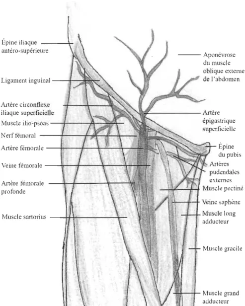 Figure  1.3  : Triangle fémoral  Épine iliaque  - - - +   alltéro-supérieure  Ligament inguinal--r  Artère circonflexe  iliaque superficielle  Muscle ilio-psoas   -~&#34;&#34;---Nerf fémoral  ---t---+ 