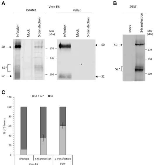 Figure 1. Processing of SARS-CoV-2 spike protein is in ﬂ uenced by other viral proteins