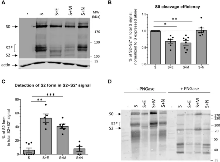 Figure 2. Coexpression of SARS-CoV-2 E and M alters S processing and maturation. A, representative western blot analysis of lysates 293T cells transfected with a plasmid encoding S alone versus S combined with plasmids expressing E, M, or N, as indicated