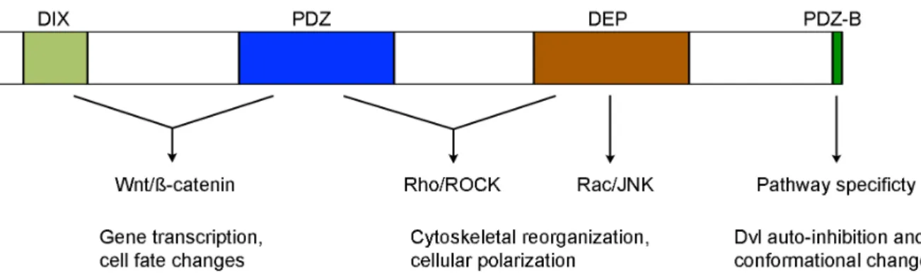 Fig. 1. Structure-function relationship of conserved Dvl domains in the activation of Wnt/ß-catenin  and Wnt/PCP signaling (see text for details)
