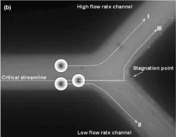 Fig 2. Representation of the critical streamline in the Zweifach–Fung effect. Particle with a center above  the critical streamline will preferentially go to the high flow rate channel