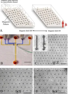 Fig 6. A, B and C. Beads solution is injected inside the chip via microchannels. Columns of those magnetic  beads are then assembled inside the microchamber by applying a magnetic field