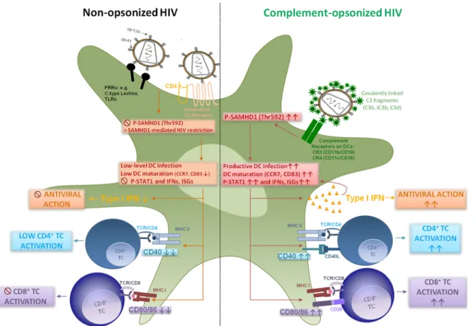 Fig 6. Graphical summary — HIV-C modulates dendritic cell function. In this study, we found that SAMHD1 restriction in DCs is overcome, when HIV-1 is opsonized by covalently linked C fragments