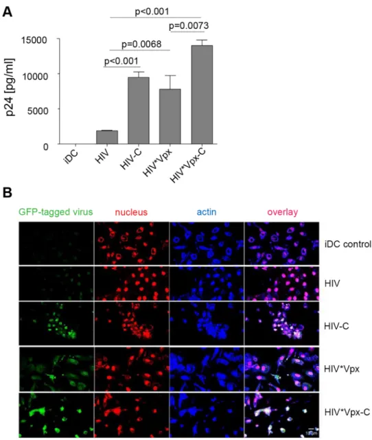 Fig 1. (A) DCs are effectively infected with HIV-C. Immature dendritic cells (iDCs) were infected with non- non-opsonized HIV (HIV * Vpx, HIV) and C-opsonized HIV (HIV * Vpx-C and HIV-C) DCs incubated with HIV show a significantly lower, moderate productiv