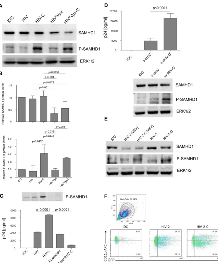 Fig 2. SAMHD1 is highly phosphorylated in HIV-C-DCs. (A) 1 st panel: SAMHD1 protein expression is unaltered in DCs incubated with HIV or HIV-C compared to iDCs (lanes 1 – 3), while degradation of SAMHD1 can be detected after 24h when cells were incubated w