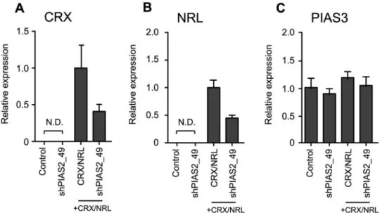 Fig 3. Relative mRNA expression level of Rhodopsin regulating factors in HEK293 cells