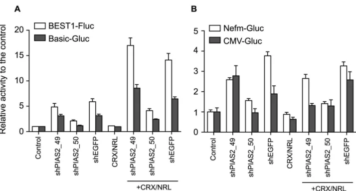 Fig 5. shRNA regulates the activity of the other promoter reporters. HEK293 cells were co-transfected with the indicated shRNAs with or without CRX and NRL expression vectors in the presence of BEST1-Fluc, Basic-Gluc (both in A), Nefm-Gluc, or CMV-Gluc (bo