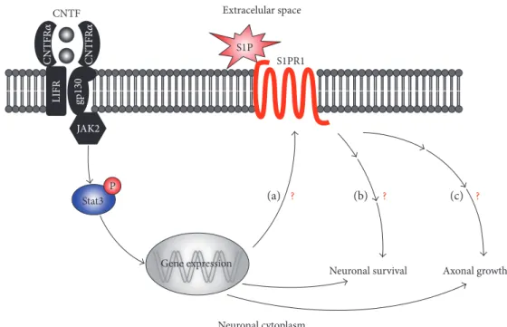Figure 1: Hypothetical mechanism by which CNTF/Stat3 and S1P/S1PR1 interaction may orchestrate neuronal survival and axonal growth.