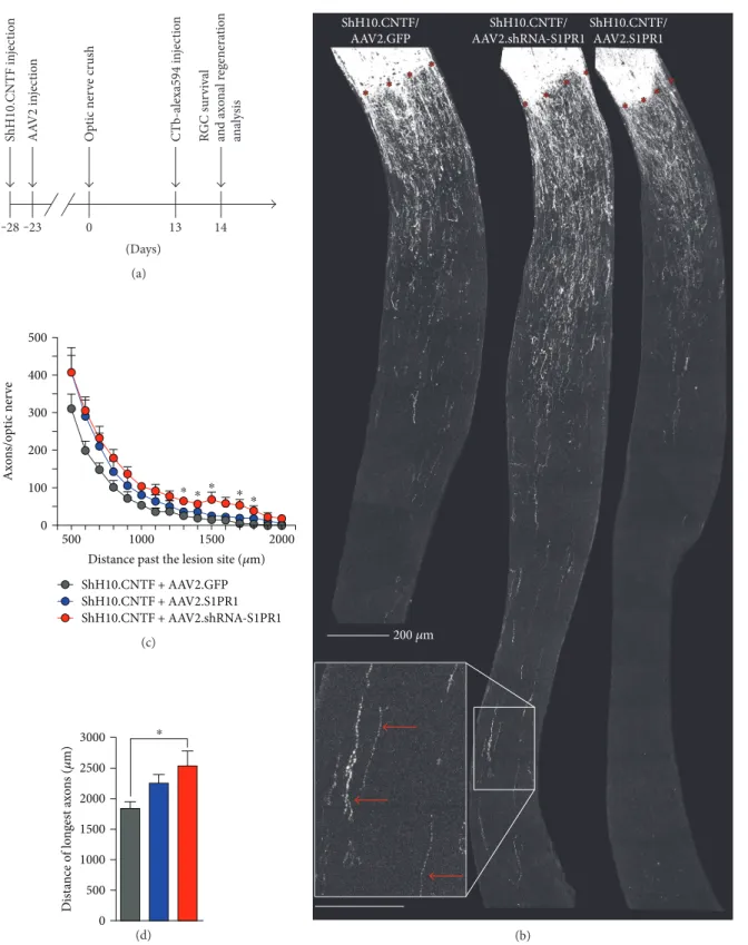 Figure 2: S1PR1 knockdown potentiates CNTF-induced axonal regeneration. (a) Axonal regeneration was visualized on longitudinal sections of optic nerves two weeks after crush injury and 4 weeks after coinfection with ShH10.CNTF and AAV2 vectors