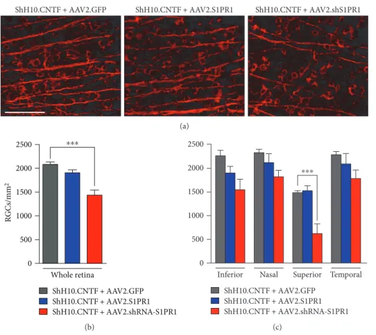 Figure 4: S1PR1 knockdown alters CNTF-induced RGC survival after ONC. (a) Two weeks after ONC, surviving RGCs were observed in retinal ﬂ at-mounts after immuno ﬂ uorescent staining for β 3-tubulin