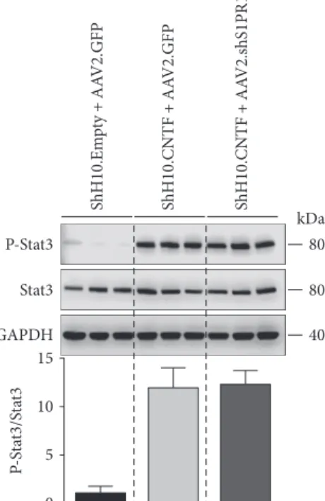 Figure 5: The expression of P-Stat3 is not changed by S1PR1 silencing after CNTF stimulation