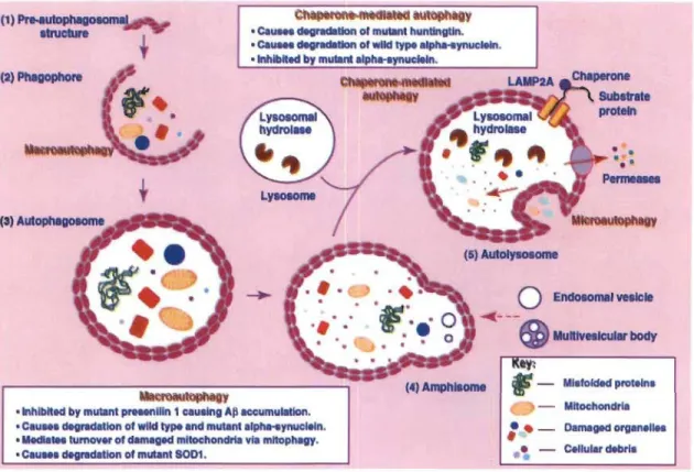 Figure 1.7  Différents types d'autophagie et les protéines impliquées dans  la maladie  de Parkinson