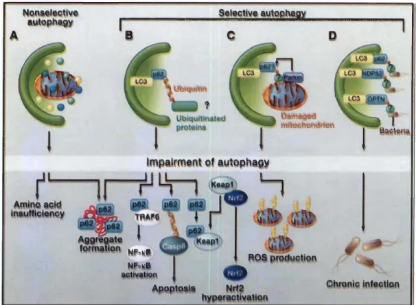 Figure 1.8  Importance  et  rôle  de  la  protéine  p62  dans  l' autophagie  sélective