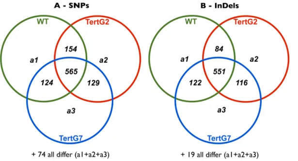 Figure 4. Chromosomal instability in tertG7 plants does not induce high numbers of SNPs or InDels