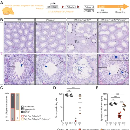 Figure S2 related to Figure 1. (A),  Prkar1a floxed alleles were deleted in SF1+ cells and Prkaca heterozygosity  context (noted as prKO/Prkaca +/- , Sf1:Cre,Prkar1a fl/fl ,Prkaca +/- )