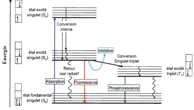 Figure 1.7  Diagramme  de  Jablonski  des  principales  voies  de  dissipation  d'énergie  lors  de  l'excitation d'une  chlorophylle:  la phosphorescence  est encadrée  en vert