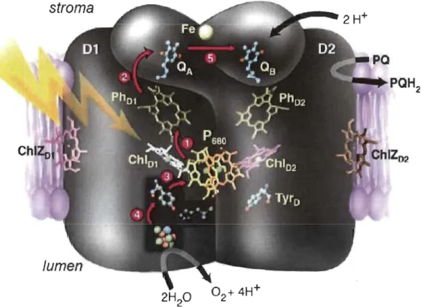 Figure 1.9  Représentation  du  transfert  d' électrons  (les  flèches  violettes)  dans  le  photo système  II  entre  1 :  P680  et  la  phéophytine,  2 :  la  phéophytine  et  QA,  3 : la tyrosine et P680, 4 : l' OEC et la tyrosine et 5 : QA  et QB