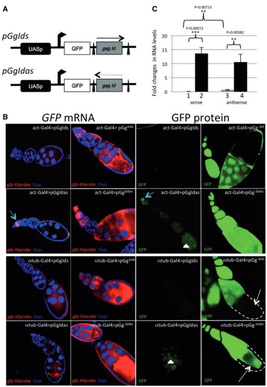 Figure 1. Structure and silencing of pGgIds and pGgIdas transgenes. (A) Structure of pGgIds and pGgIdas: The minimal promoter and the Gal4 target sequences (UASp), the gfp reporter gene (GFP) and 419 bp of the Ideﬁx gag coding region [from nt 1003 to 1422 