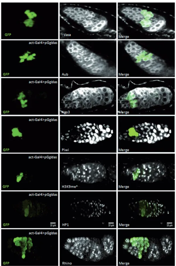 Figure 4. Ideﬁx silencing is reduced in the dividing germline cysts of the germarium. Immunodetection of Vasa, Aub, Ago3, Piwi, H3K9me 3 , HP1 and Rhino proteins (white) and GFP (green) in germaria of ovaries expressing the pGgIdas transgene under the cont