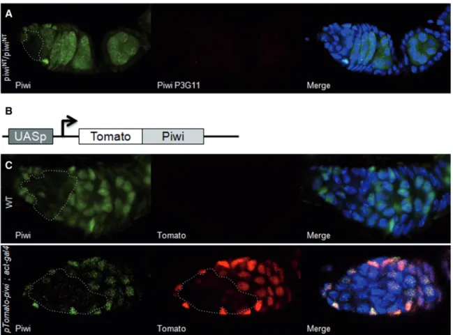 Figure 5. The weak expression of piwi in the dividing cysts is due to a post-transcriptional and/or translational repression