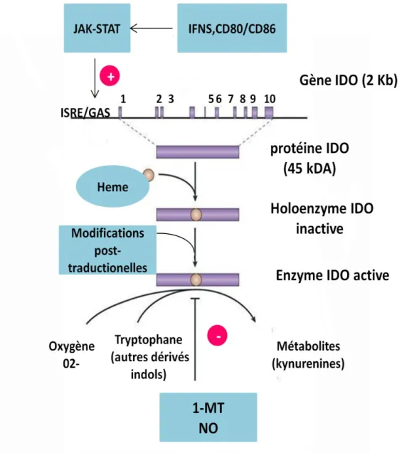 Figure B19 : Génétique et régulation de l’IDO. 